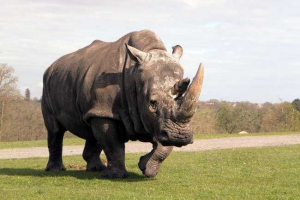 Milyen sebességgel fut rhino?